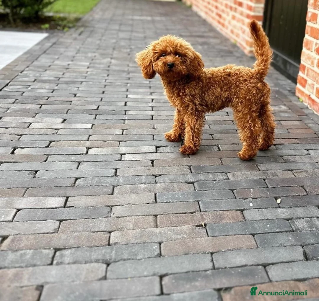Barboncino Toy cani in vendita: barboncino toy - Annuncio 4