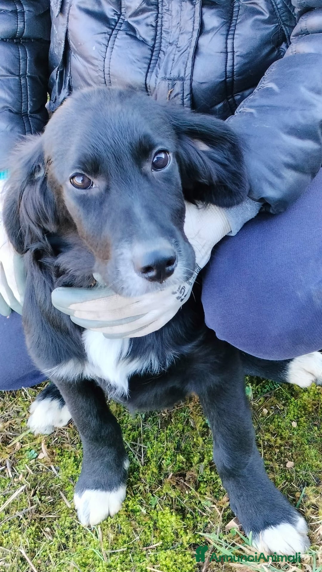 Meticcio cani in regalo: GHALI - Annuncio 7