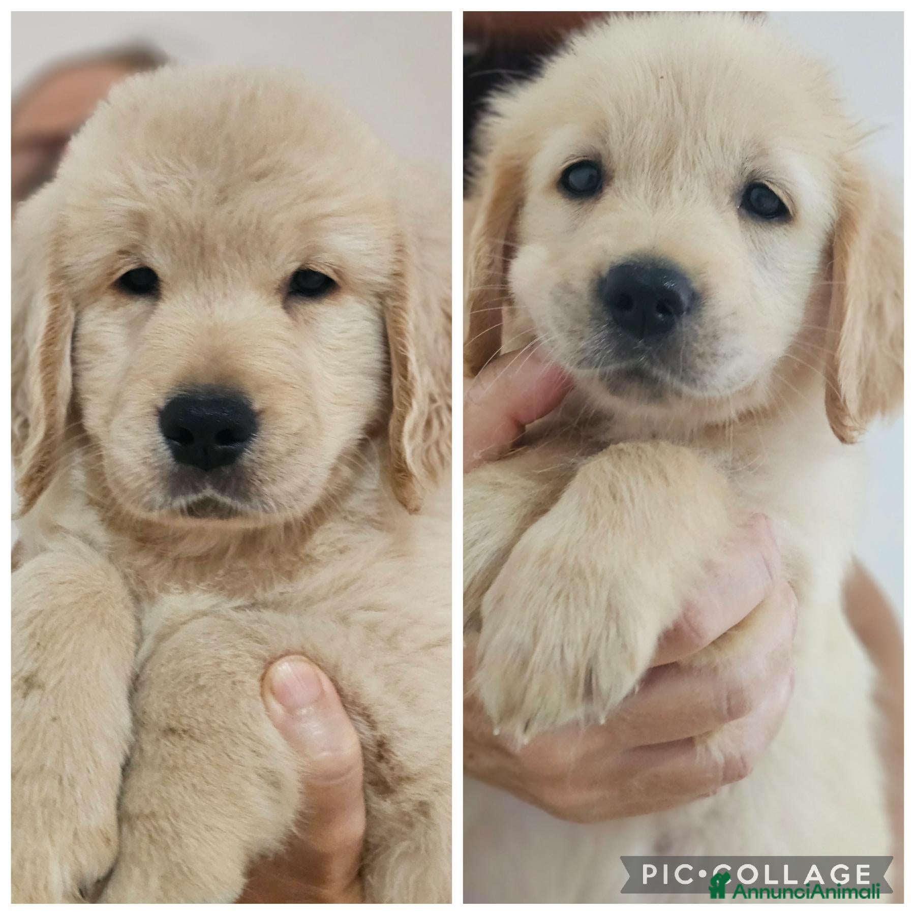 Golden Retriever cani ULTIMI 2 SPLENDIDI CUCCIOLI GOLDEN RETRIEVER  - Annuncio 1
