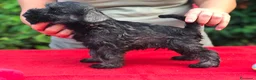Schnauzer cani in vendita: Schnauzer nano a Provincia di Terni - Annuncio 3