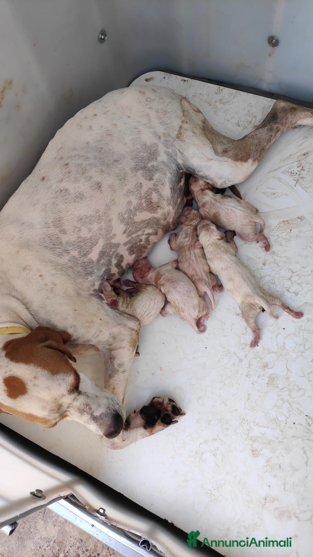 Pointer cani in vendita: Pointer inglese in prov di Ragusa - Annuncio 4