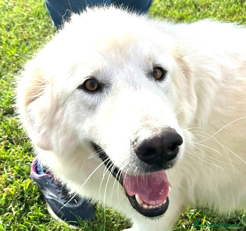Pastore Maremmano cani Spartaco, manto candido come il suo ❤️ - Annuncio 20