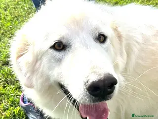 Pastore Maremmano cani Spartaco, manto candido come il suo ❤️ - Annuncio 39