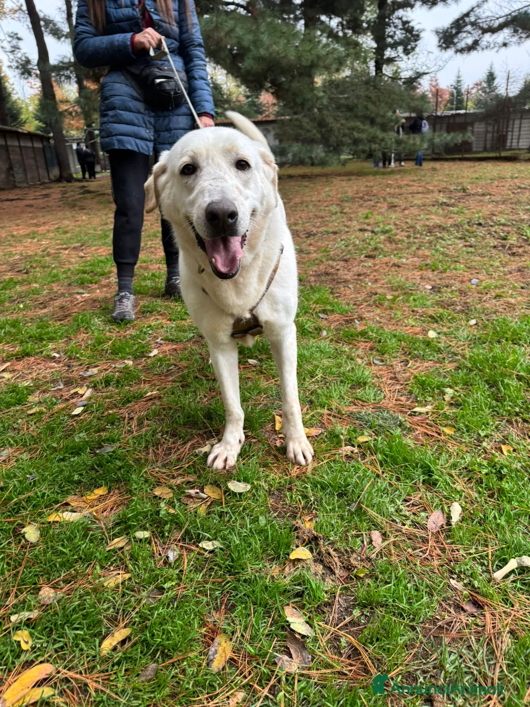 Labrador cani in regalo: Easy, la dolcezza di un labrador color miele - Annuncio 1