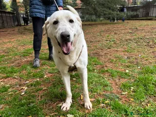 Labrador cani Easy, la dolcezza di un labrador color miele - Annuncio 7