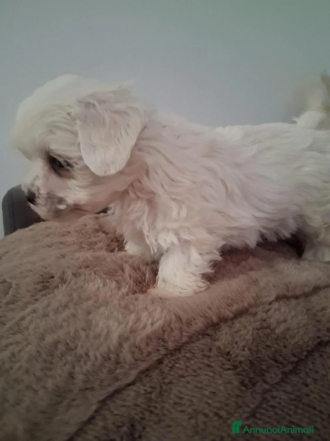 Maltese cani in vendita: Maltese  - Annuncio 5