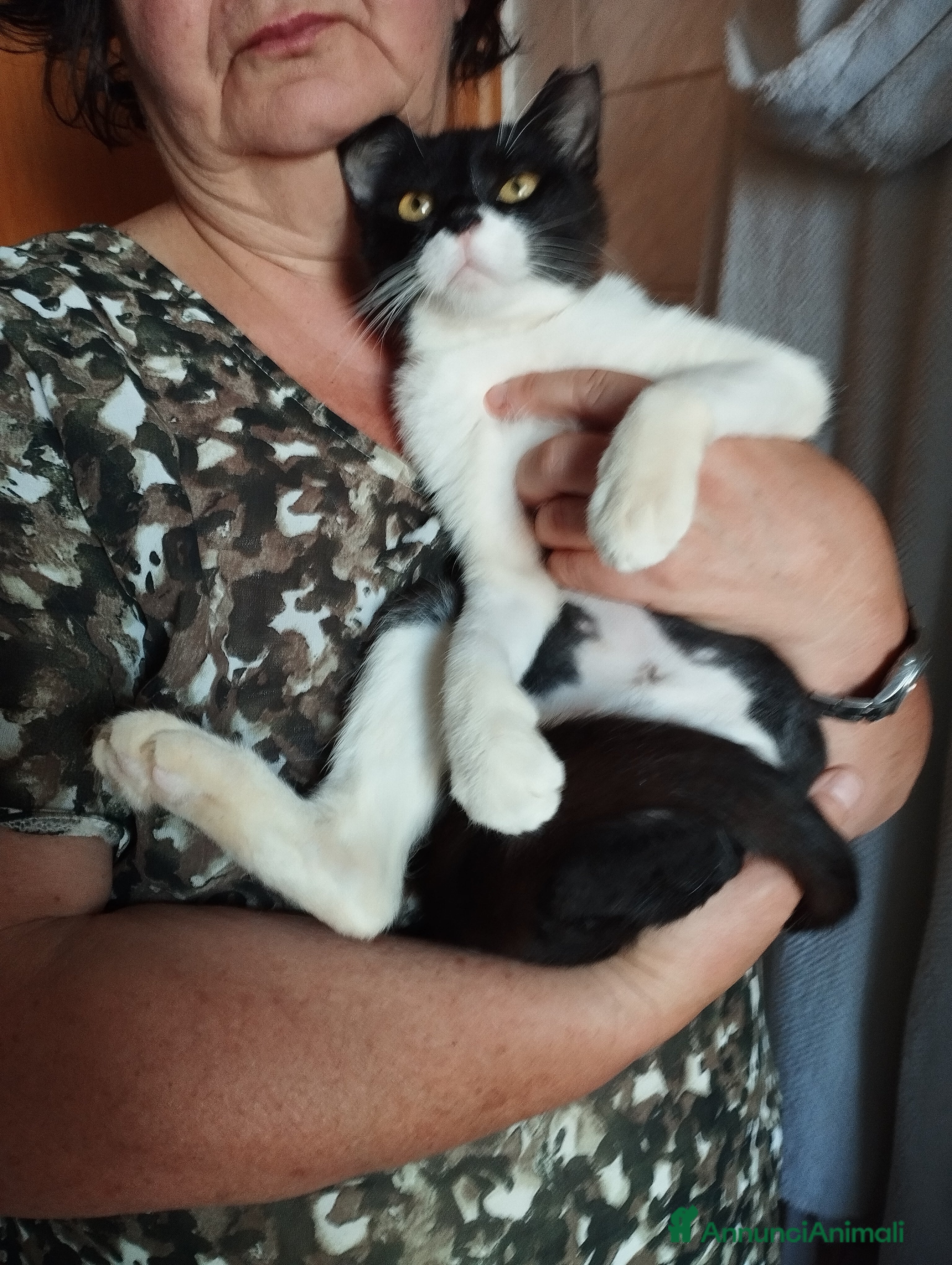 Altre razze gatti Splendida lilly - Annuncio 33