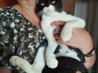 Altre razze gatti Splendida lilly - Annuncio 1