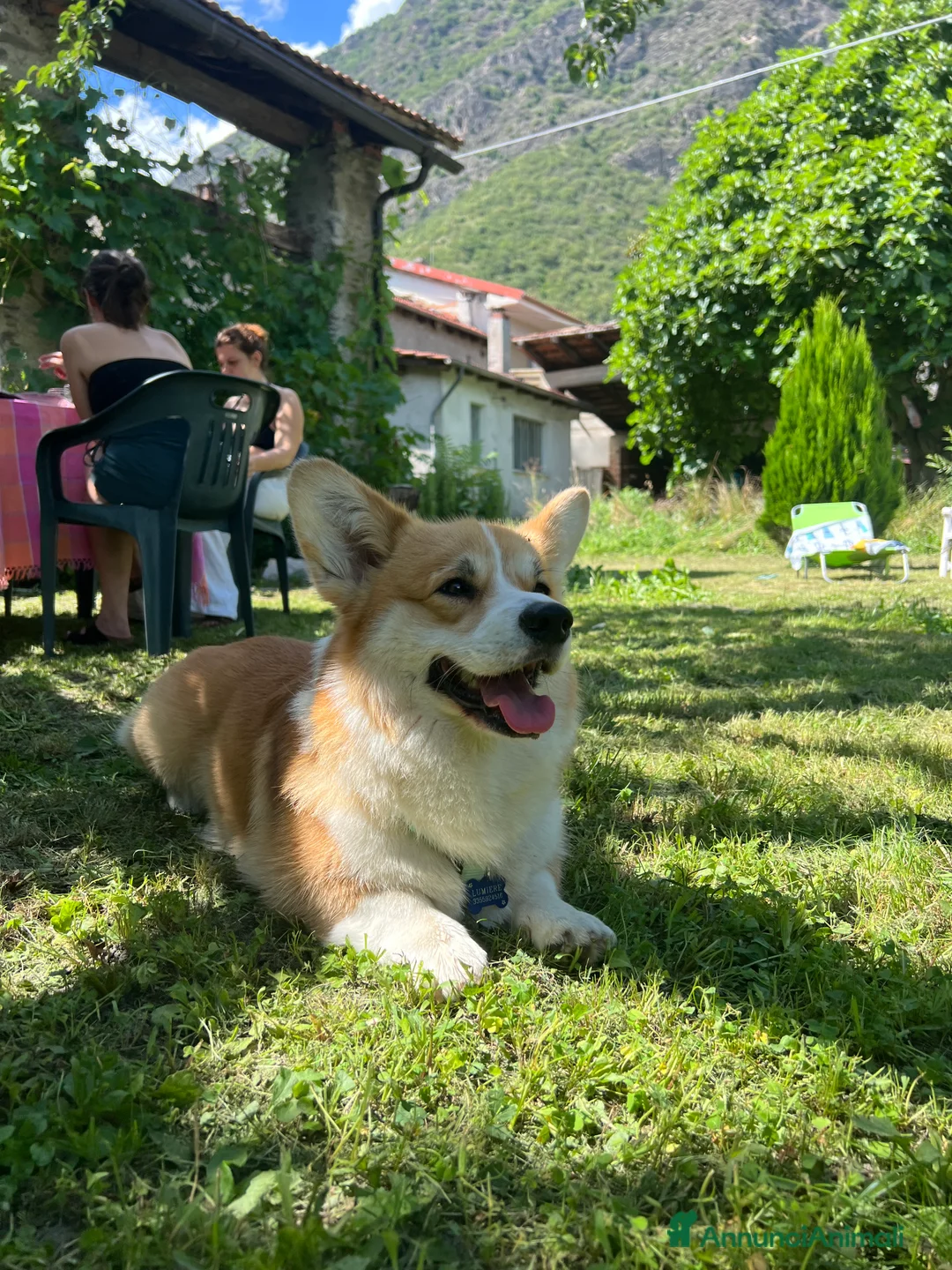 Corgi Pembroke cani per accoppiamento: Welsh Corgi Pembroke  - Annuncio 4