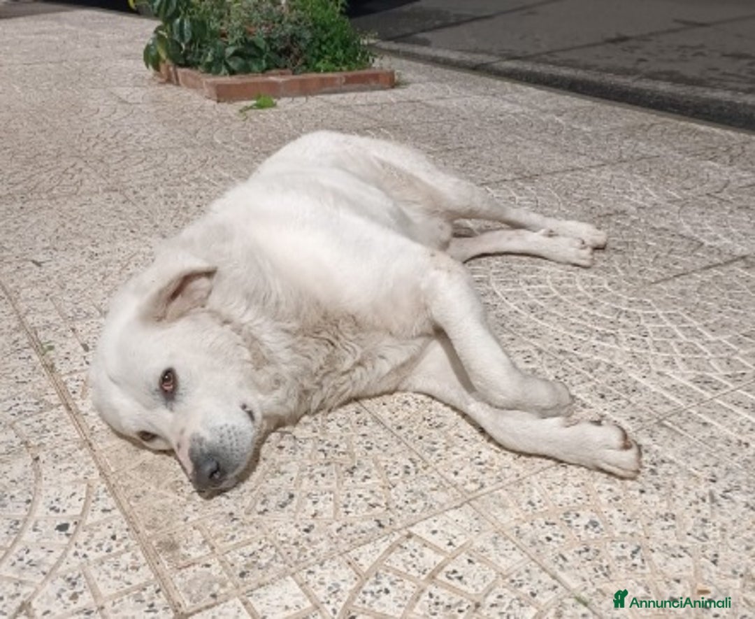 Pastore Maremmano cani in regalo: Maremmano anziano NN LO VOGLIONO+IN STRADA!CALABRI - Annuncio 4