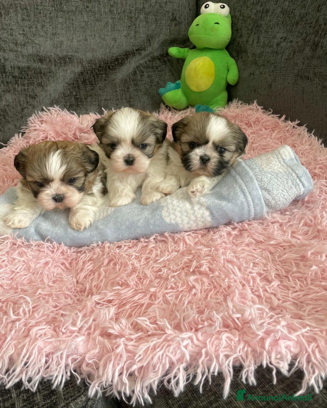 Shih Tzu cani in vendita: Cuccioli di Shih Tzu Imperiale a Città metropolitana di Milano - Annuncio 1