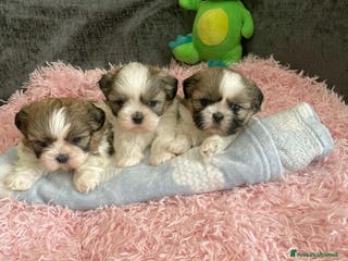 Shih Tzu cani Cuccioli di Shih Tzu Imperiale a Città metropolitana di Milano - Annuncio 1