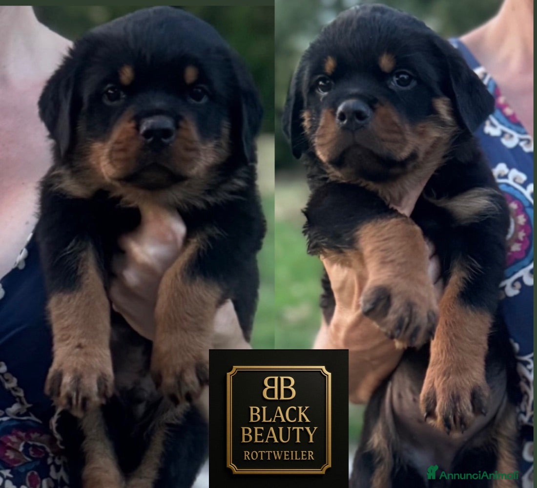 Rottweiler cani in vendita: Rottweiler pedigree Enci pagamenti rateali - Annuncio 3