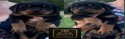 Rottweiler cani in vendita: Rottweiler pedigree Enci pagamenti rateali - Annuncio 1