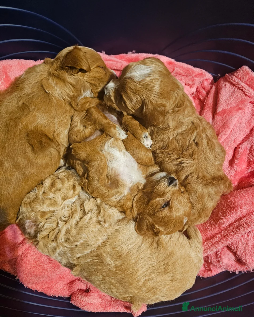 Maltipoo cani in vendita: Cuccioli maltipoo  - Annuncio 1