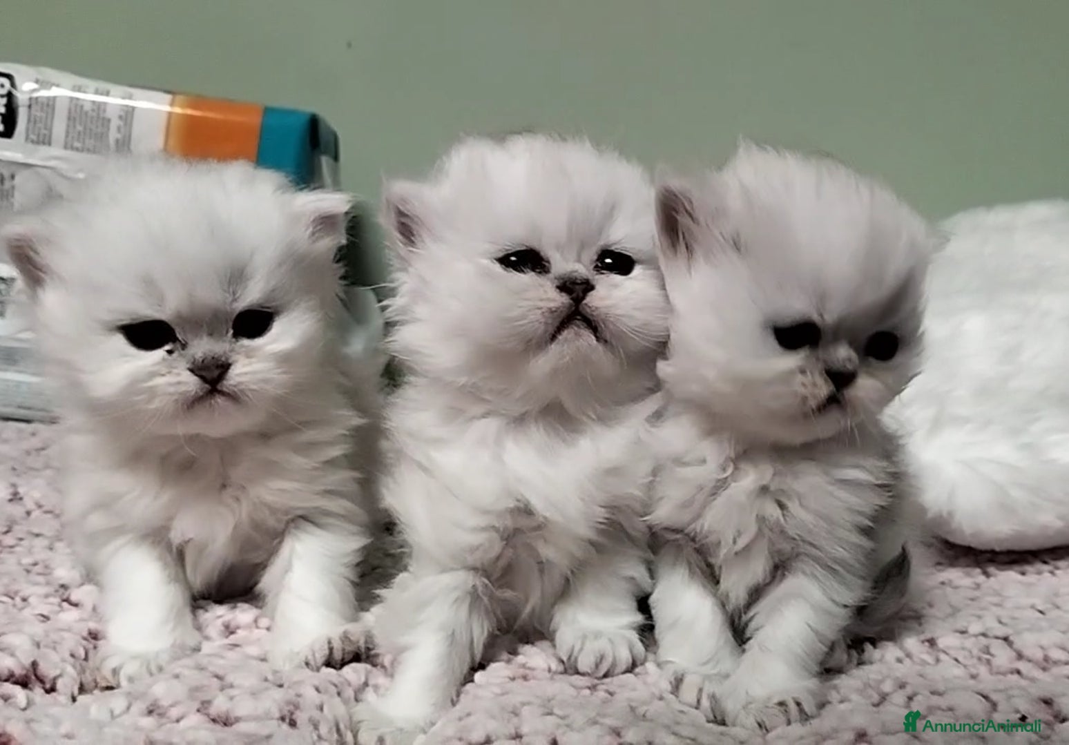 Persiano gatti Cuccioli persiano chinchilla - Annuncio 12