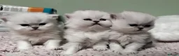 Persiano gatti in vendita: Cuccioli persiano chinchilla a Città metropolitana di Palermo - Annuncio 1