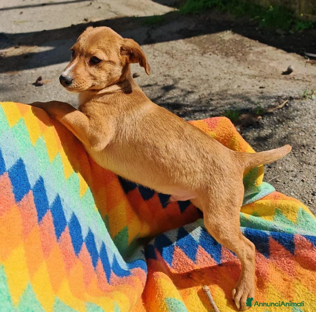 Meticcio cani in regalo: BACK 💙 - cucciolo adorabile, futura taglia media a Provincia di Pavia - Annuncio 2