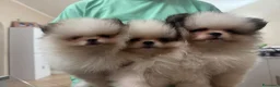 Volpino Pomerania cani in vendita: Cuccioli volpino di pomerania a Città metropolitana di Roma Capitale - Annuncio 4