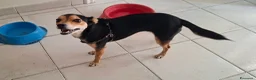 Meticcio cani in regalo: Regalo a Città Metropolitana di Napoli - Annuncio 2