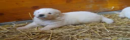 Pastore Maremmano cani in vendita: Spettacolari cuccioli di Pastore Abruzzese  - Annuncio 25