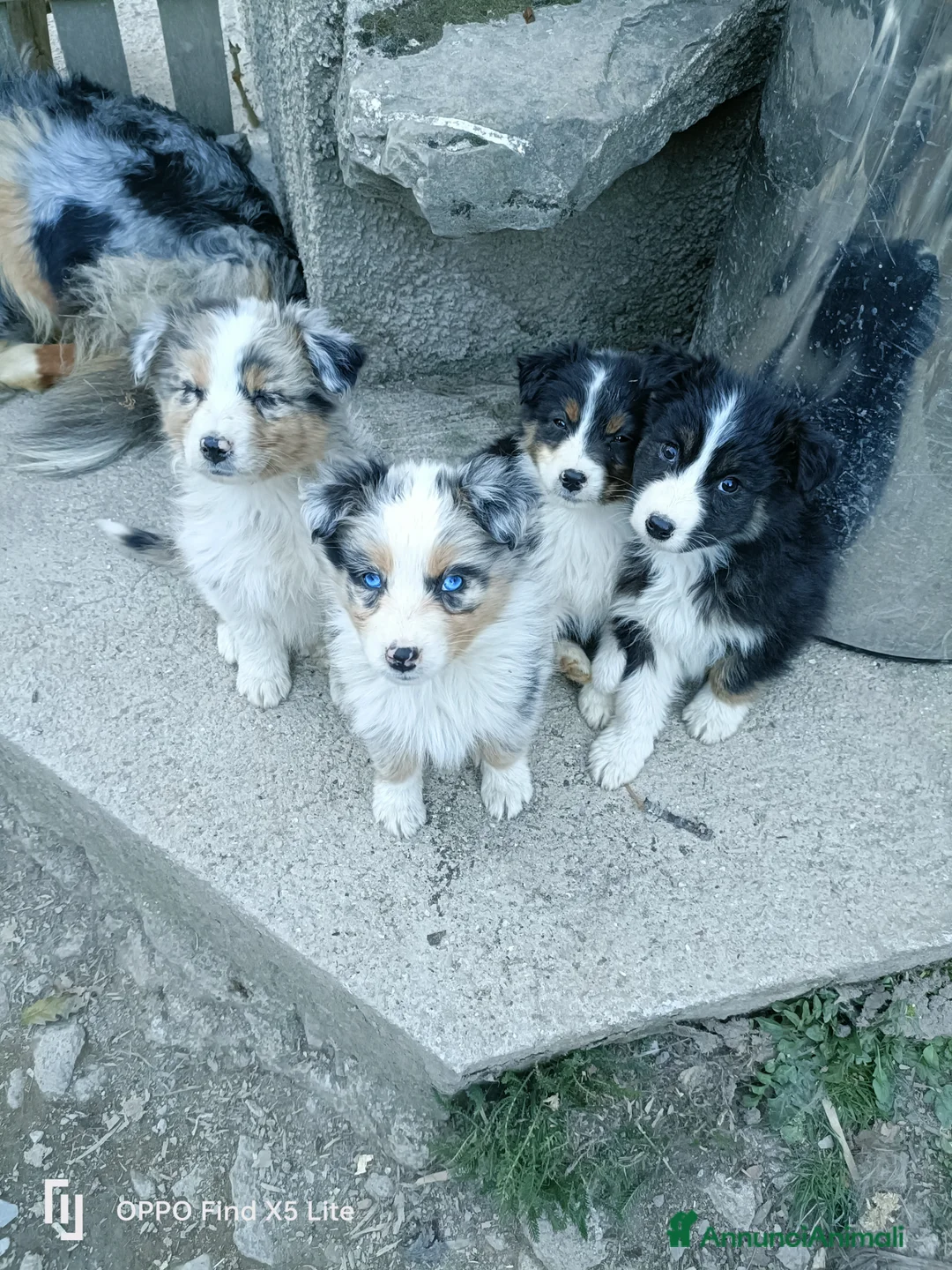 Australian Shepherd cani in vendita: Cuccioli di pastore australiano con pedigree  - Annuncio 2