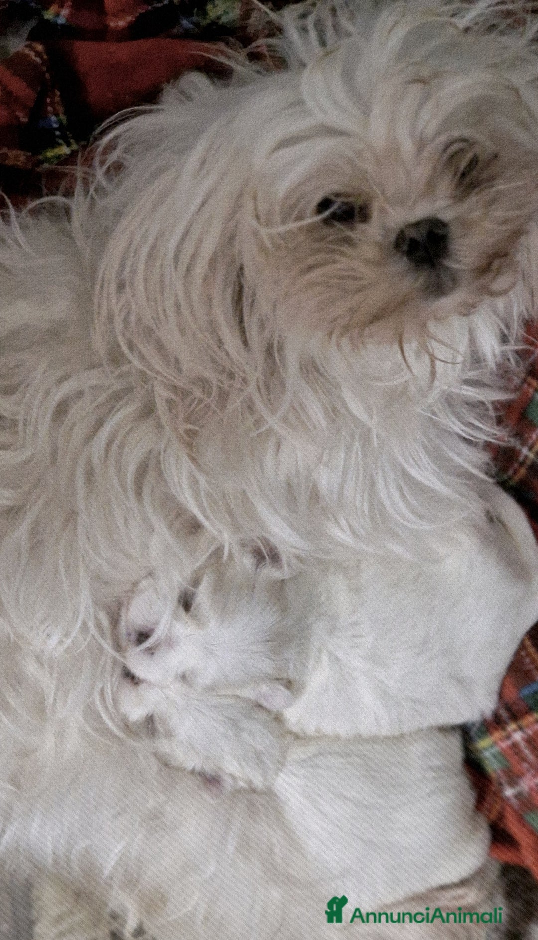 Maltese cani in vendita: Maltesi cucciole femmine - Annuncio 8