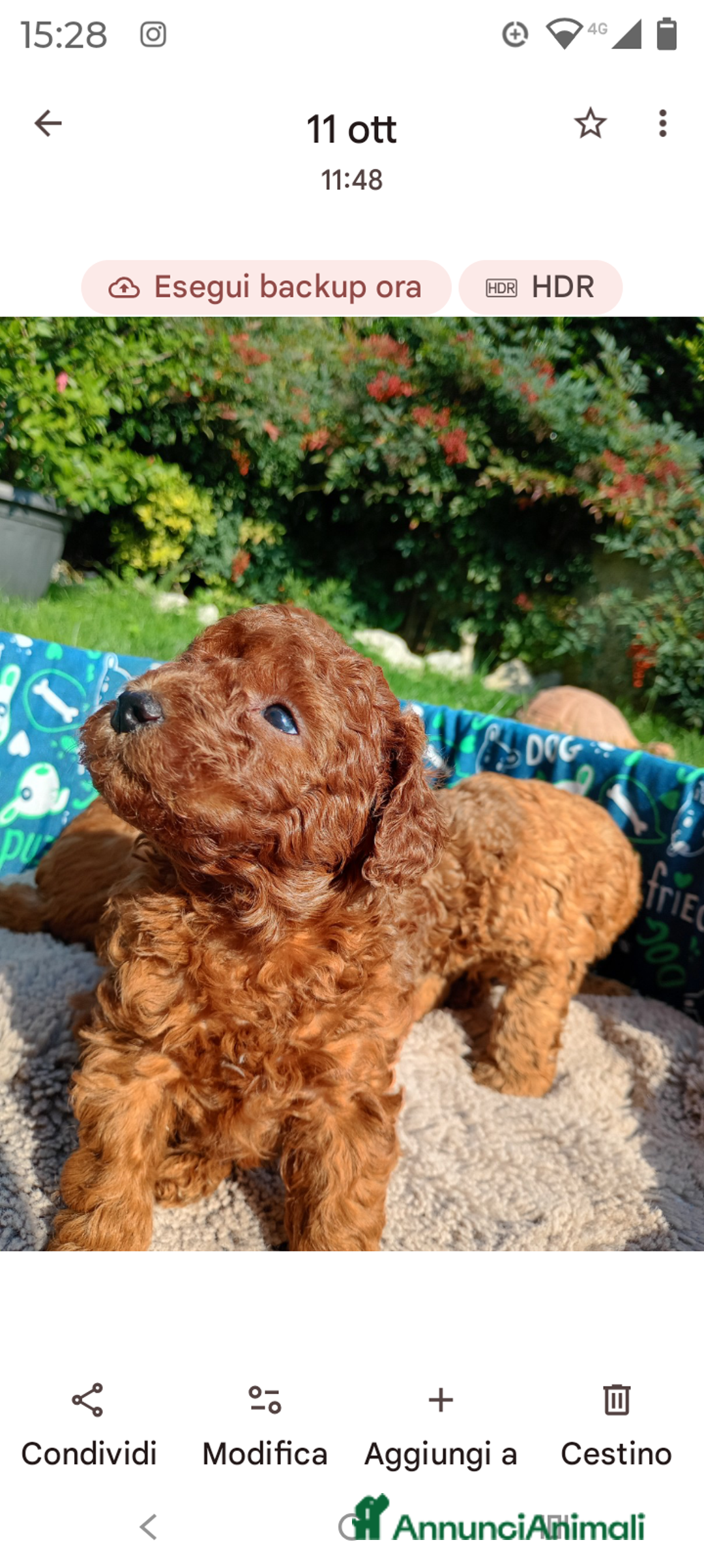 Barboncino Toy cani in vendita: Barboncini Toy Red  - Annuncio 5