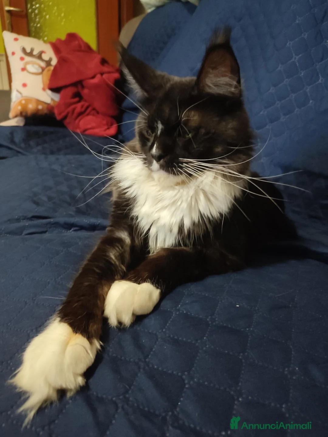 Maine Coon gatti in vendita: Meravigliose sorelline Maine Coon disponibili - Annuncio 2