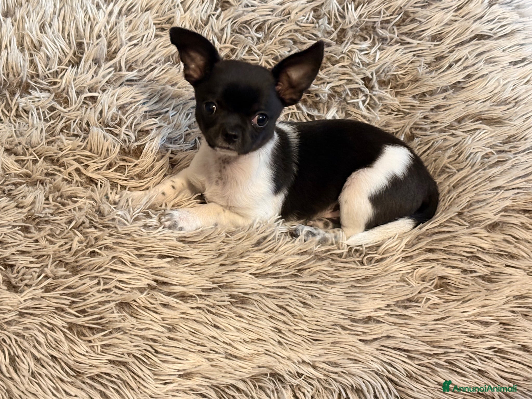 Chihuahua cani Chihuahua con pedigree  - Annuncio 2