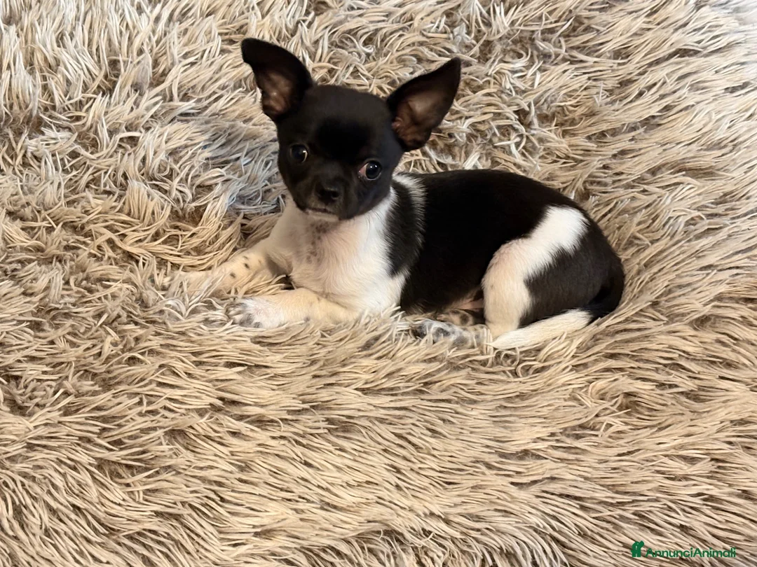 Chihuahua cani in vendita: Chihuahua con pedigree  - Annuncio 1