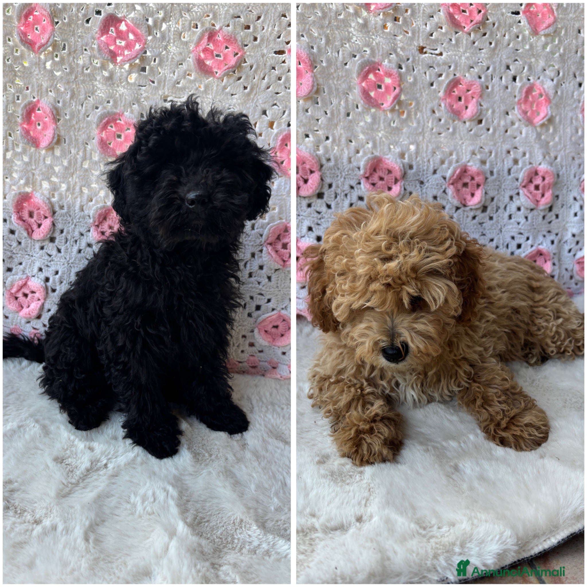 Barboncino cani Barboncini toy albicocca e nero - Annuncio 1