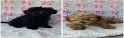 Barboncino cani in vendita: Barboncini toy albicocca e nero - Annuncio 1