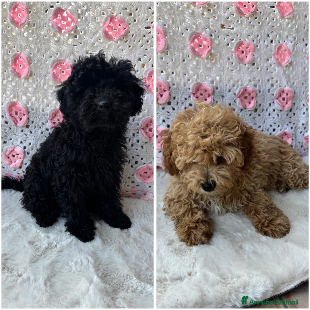 Barboncino cani in vendita: Barboncini toy albicocca e nero - Annuncio 1