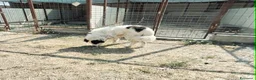 Meticcio cani in regalo: Giulio Cesare spettacolo in adozione  - Annuncio 2