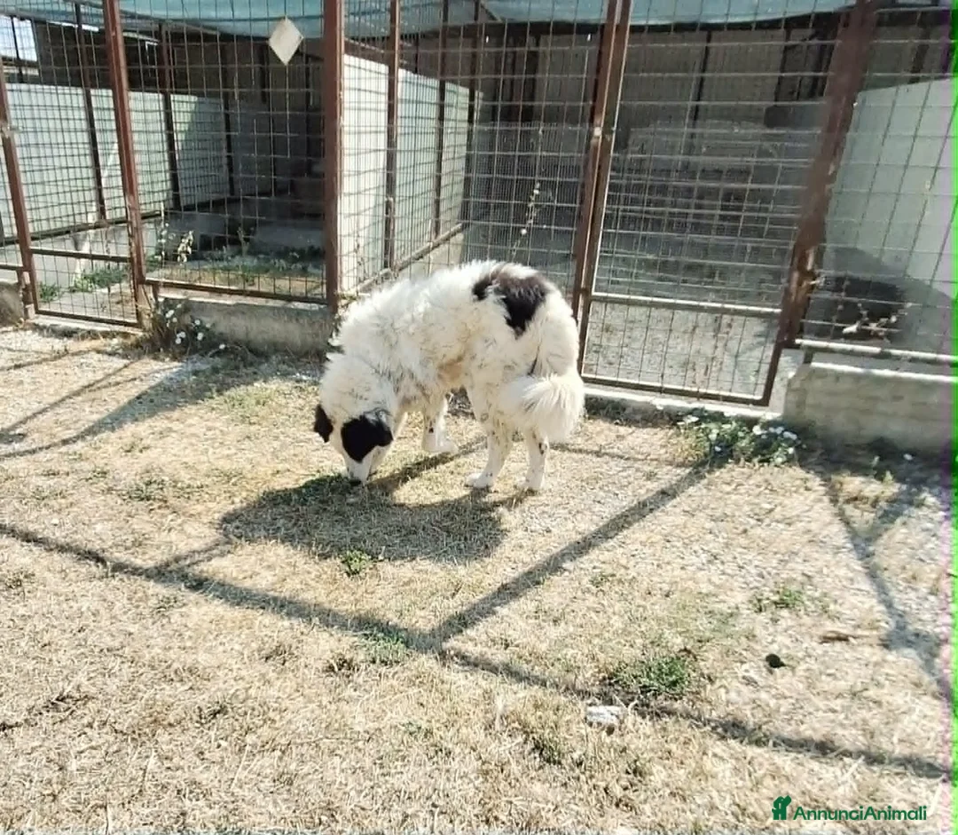 Meticcio cani in regalo: Giulio Cesare spettacolo in adozione  - Annuncio 2