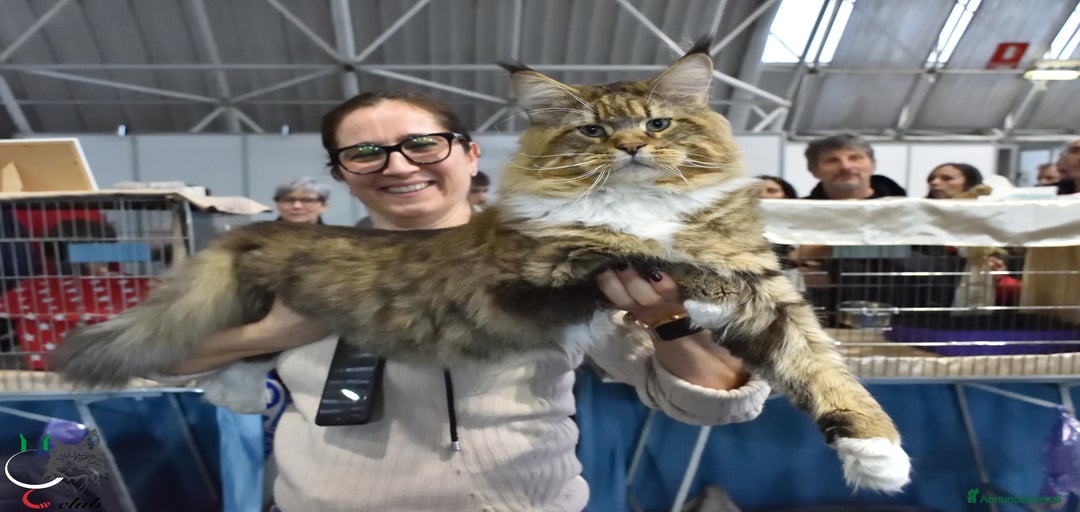 Immagine della galleria {{count}}