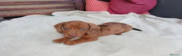 Bassotto cani in vendita: Bassotto arlecchino fulvo  a Provincia di Chieti - Annuncio 3