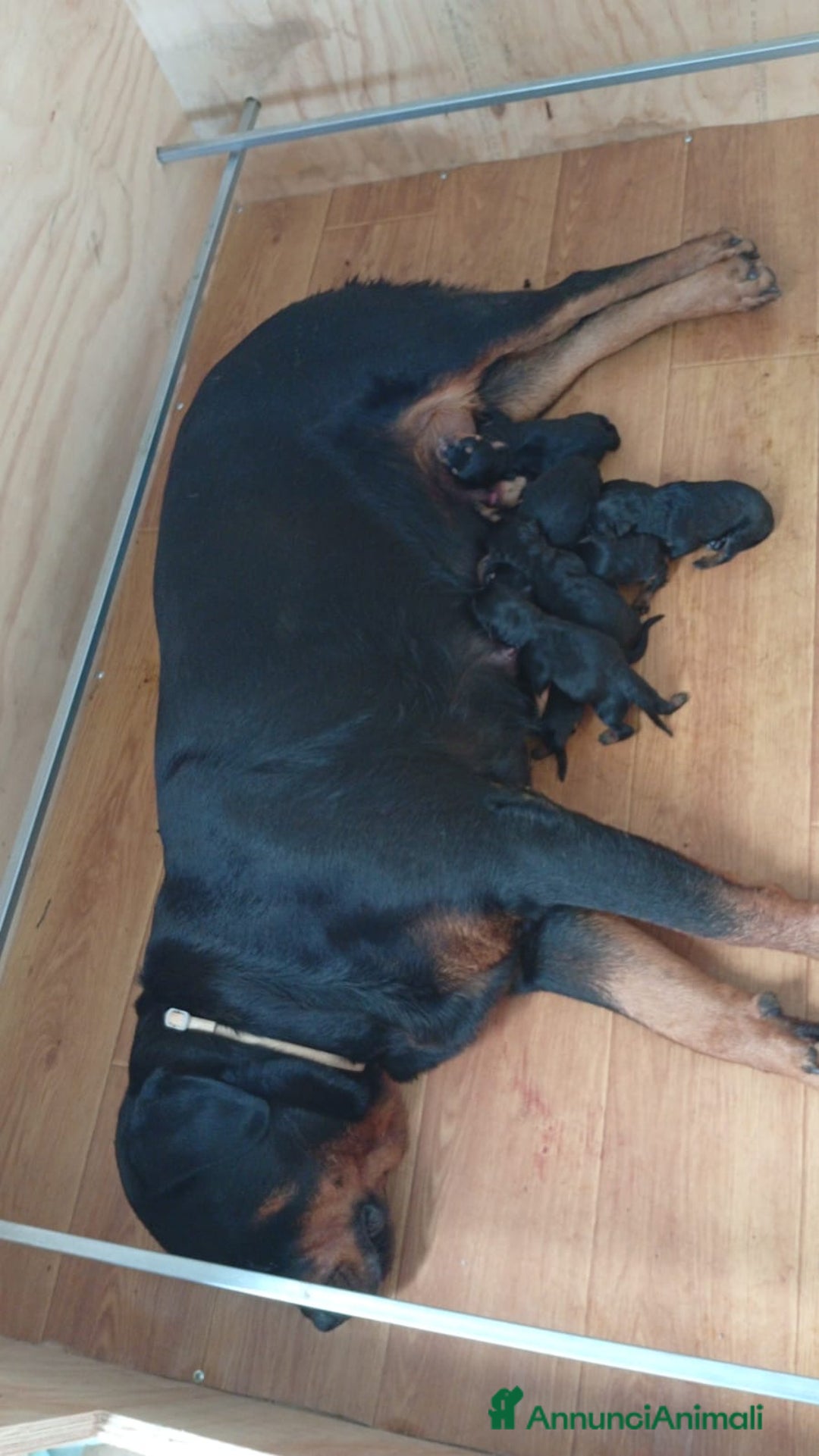 Rottweiler cani in vendita: Cuccioli di Rottweiler  - Annuncio 8