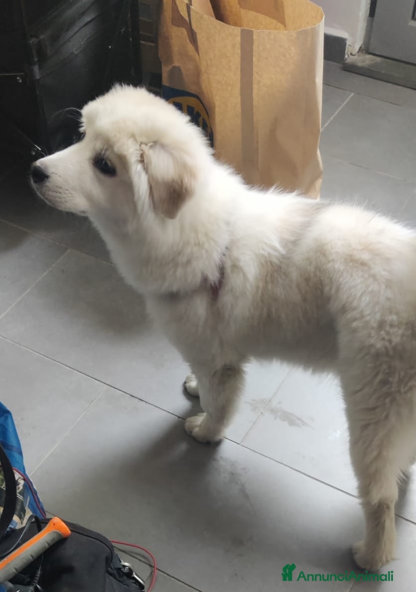 Meticcio cani CUCCIOLO DOLCISSIMO - Annuncio 8