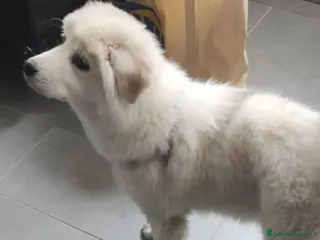 Meticcio cani CUCCIOLO DOLCISSIMO - Annuncio 8