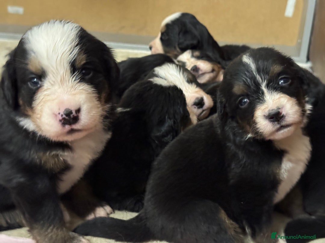 Bovaro del Bernese cani in vendita: Cuccioli Bernese da famiglia (privati) - Annuncio 20