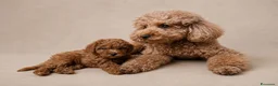 Barboncino cani in vendita: Barboncino femmina  - Annuncio 6