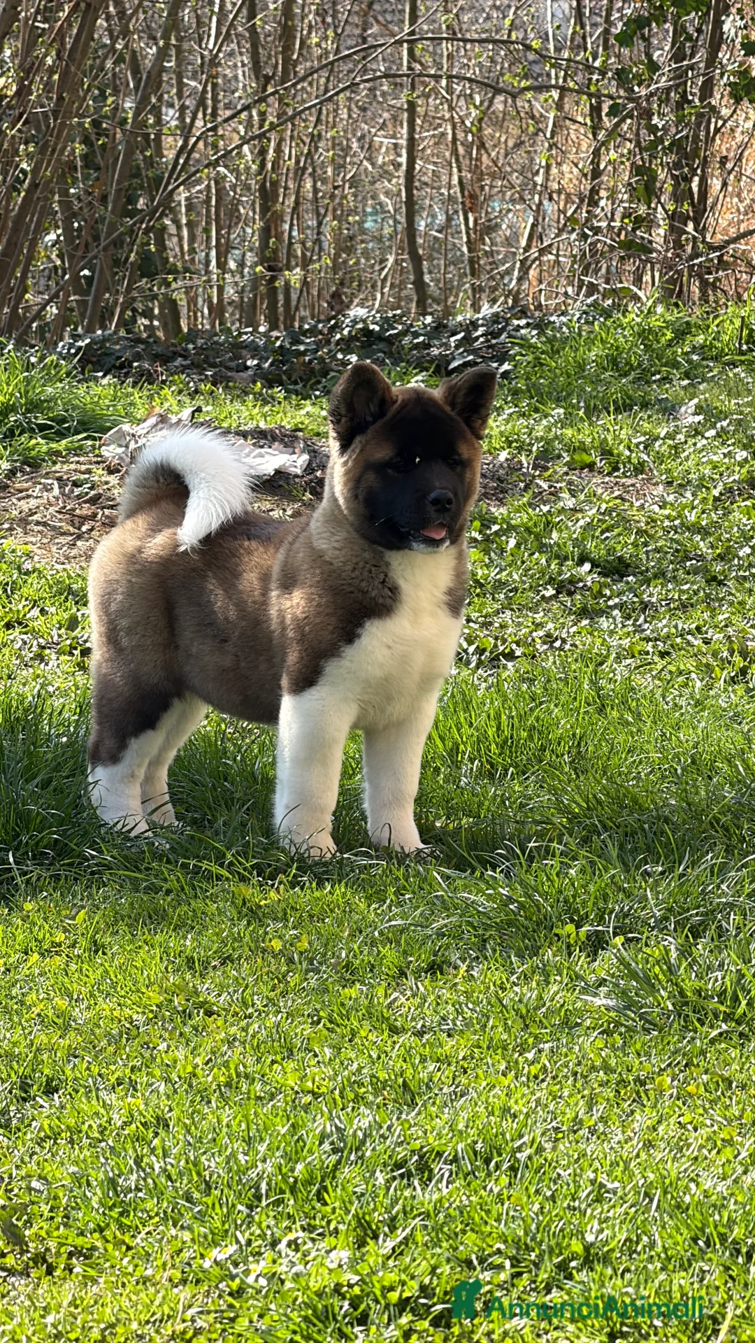 Akita Americano cani in vendita: Cuccioli akita americano  - Annuncio 4