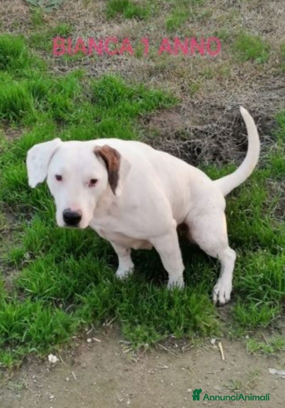 Meticcio cani 3anni mix Dogo femmina in canile da cucciola.SUD a Città metropolitana di Milano - Annuncio 38