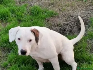 Meticcio cani 3anni mix Dogo femmina in canile da cucciola.SUD a Città metropolitana di Milano - Annuncio 22