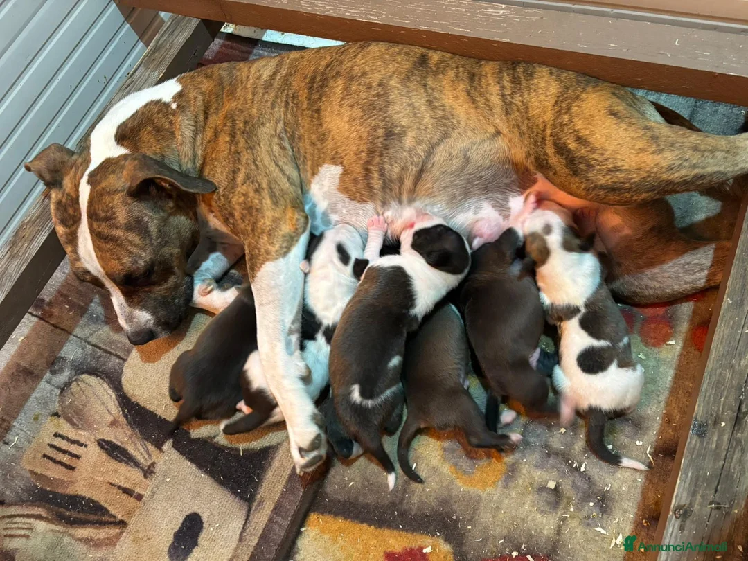 American Staffordshire cani in vendita: Cuccioli Amstaff con pedigree enci  - Annuncio 6