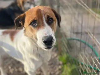 Meticcio cani Cucciolone 10 mesi simpatico e buono - Annuncio 36