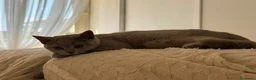 British gatti in vendita: Quattro piccoli British cercano casa 🐾 - Annuncio 22