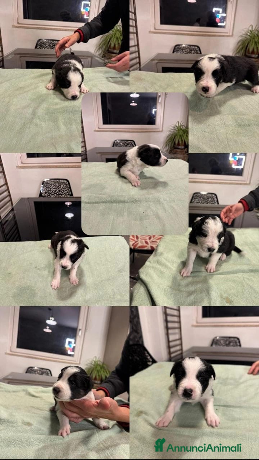 Border Collie cani in vendita: Bordei collie  - Annuncio 9